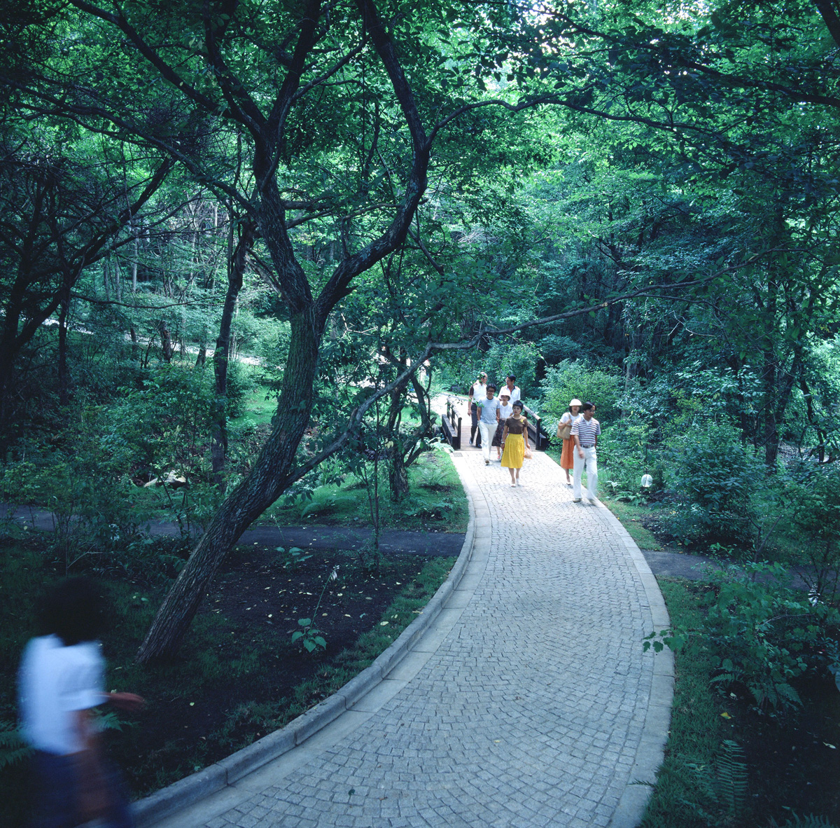 開館当初の庭園遊歩道　撮影：松本徳彦